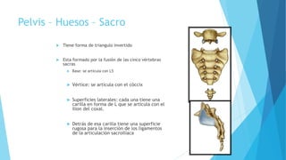 Pelvis – Huesos – Sacro
 Tiene forma de triangulo invertido
 Esta formado por la fusión de las cinco vértebras
sacras
 Base: se articula con L5
 Vértice: se articula con el cóccix
 Superficies laterales: cada una tiene una
carilla en forma de L que se articula con el
ilion del coxal.
 Detrás de esa carilla tiene una superficie
rugosa para la inserción de los ligamentos
de la articulación sacroilíaca
 