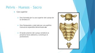 Pelvis – Huesos – Sacro
 Cara superior
 Esta formada por la cara superior del cuerpo de
la vértebra S1
 Esta flanqueada a cada lado por una apófisis
transversa expandida denominada ala
 El borde anterior del cuerpo vertebral se
proyecta hacia adelante y constituye el
promontorio
 