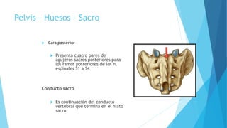 Pelvis – Huesos – Sacro
 Cara posterior
 Presenta cuatro pares de
agujeros sacros posteriores para
los ramos posteriores de los n.
espinales S1 a S4
Conducto sacro
 Es continuación del conducto
vertebral que termina en el hiato
sacro
 