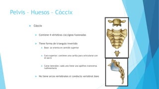 Pelvis – Huesos – Cóccix
 Cóccix
 Contiene 4 vértebras coccígeas fusionadas
 Tiene forma de triangulo invertido
 Base: se orienta en sentido superior
 Cara superior: contiene una carilla para articularse con
el sacro
 Caras laterales: cada una tiene una apófisis transversa
rudimentaria
 No tiene arcos vertebrales ni conducto vertebral óseo
 