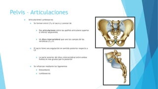 Pelvis – Articulaciones
 Articulaciones Lumbosacras
 Se forman entre L5 y el sacro y constan de
 Dos articulaciones entre las apófisis articulares superior
e inferior adyacentes
 Un disco intervertebral que une los cuerpos de las
vértebras L5 y S1
 El sacro tiene una angulación en sentido posterior respecto a
L5
 La parte anterior del disco intervertebral entre ambos
huesos es mas gruesa que la posterior
 Se refuerzan mediante los ligamentos
 Iliolumbares
 Lumbosacros
 