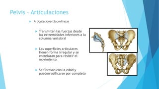 Pelvis – Articulaciones
 Articulaciones Sacroilíacas
 Transmiten las fuerzas desde
las extremidades inferiores a la
columna vertebral
 Las superficies articulares
tienen forma irregular y se
entrelazan para resistir el
movimiento
 Se fibrosan con la edad y
pueden osificarse por completo
 