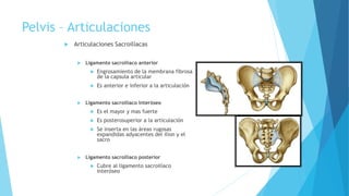 Pelvis – Articulaciones
 Articulaciones Sacroilíacas
 Ligamento sacroilíaco anterior
 Engrosamiento de la membrana fibrosa
de la capsula articular
 Es anterior e inferior a la articulación
 Ligamento sacroilíaco interóseo
 Es el mayor y mas fuerte
 Es posterosuperior a la articulación
 Se inserta en las áreas rugosas
expandidas adyacentes del ilion y el
sacro
 Ligamento sacroilíaco posterior
 Cubre al ligamento sacroilíaco
interóseo
 