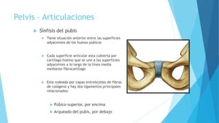 Pelvis – Articulaciones
 Sínfisis del pubis
 Tiene situación anterior entre las superficies
adyacentes de los huesos púbicos
 Cada superficie articular esta cubierta por
cartílago hialino que se une a las superficies
adyacentes a lo largo de la línea media
mediante fibrocartílago
 Esta rodeada por capas entretejidas de fibras
de colágeno y hay dos ligamentos principales
relacionados:
 Púbico superior, por encima
 Arqueado del pubis, por debajo
 