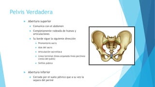 Pelvis Verdadera
 Abertura superior
 Comunica con el abdomen
 Completamente rodeada de huesos y
articulaciones
 Su borde sigue la siguiente dirección
 Promontorio sacro
 Alas del sacro
 Articulación sacroilíaca
 Línea terminal (línea arqueada-línea pectínea-
cresta del pubis)
 Sínfisis púbica
 Abertura inferior
 Cerrada por el suelo pélvico que a su vez la
separa del periné
 