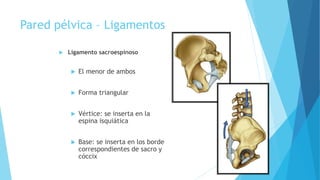 Pared pélvica – Ligamentos
 Ligamento sacroespinoso
 El menor de ambos
 Forma triangular
 Vértice: se inserta en la
espina isquiática
 Base: se inserta en los borde
correspondientes de sacro y
cóccix
 