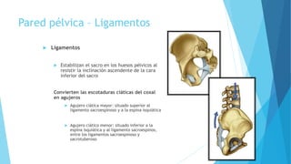 Pared pélvica – Ligamentos
 Ligamentos
 Estabilizan el sacro en los huesos pélvicos al
resistir la inclinación ascendente de la cara
inferior del sacro
Convierten las escotaduras ciáticas del coxal
en agujeros
 Agujero ciática mayor: situado superior al
ligamento sacroespinoso y a la espina isquiática
 Agujero ciático menor: situado inferior a la
espina isquiática y al ligamento sacroespinos,
entre los ligamentos sacroespinoso y
sacrotuberoso
 