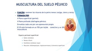 MUSCULTURA DEL SUELO PÉLVICO
 FUNCIÓN: sostener las vísceras de la pelvis menor (vejiga, útero y recto)
• FORMADA POR:
# Plano superficial (periné)
# Plano profundo (diafragma pélvico)
Envueltos cada uno por una aponeurosis propia
El SP está formado en un 70% por tejido conectivo y un 30% por
musculatura
Espacio perineal superficial
 Bulbo vestíobulo
 Ramas clítoris
 Glanbdula vestibular mayor
 Musculos: bulboesponjoso, isquiocavernosos y transverso superficial
 