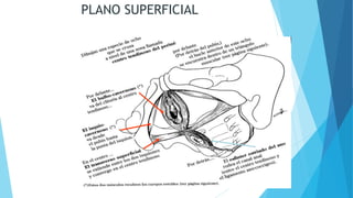 PLANO SUPERFICIAL
 