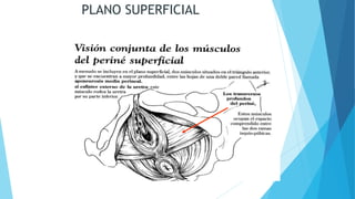 PLANO SUPERFICIAL
 