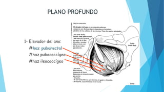 PLANO PROFUNDO
1- Elevador del ano:
#haz puborectal
#haz pubococcígeo
#haz ileococcígeo
 