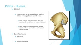 Pelvis – Huesos
 COXALES
 Presentan dos partes separadas por una línea
oblicua en la superficie medial de hueso
 Parte superior: queda por encima de la línea,
constituye la pelvis falsa y pertenece al abdomen
 Parte inferior: queda por debajo de la línea,
constituye la pelvis verdadera y pertenece a la
cavidad pélvica
 Superficie lateral
 Acetábulo
 Agujero obturador
 