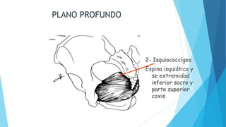 PLANO PROFUNDO
2- Isquiococcígeo
Espina isquiática y
se extremidad
inferior sacro y
parte superior
coxis
 
