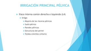 IRRIGACIÓN PRINCIPAL PÉLVICA
 Iliaca interna común derecha e izquierda (L4)
 Irriga:
 Mayoría de las vísceras pélvicas
 Suelo pélvico
 Paredes pélvicas
 Estructuras del periné
 Tejidos eréctiles (clítoris)
 
