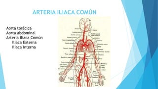 ARTERIA ILIACA COMÚN
Aorta torácica
Aorta abdominal
Arteria Iliaca Común
Iliaca Externa
Iliaca interna
 