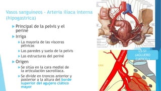 Vasos sanguíneos - Arteria ilíaca interna
(hipogastrica)
 Principal de la pelvis y el
periné
 Irriga
La mayoría de las vísceras
pélvicas
Las paredes y suelo de la pelvis
Las estructuras del periné
 Origen
Se sitúa en la cara medial de
la articulación sacroilíaca.
Se divide en troncos anterior y
posterior a la altura del borde
superior del agujero ciático
mayor
L5-S1
(AGUJERO
CIATICO )
 