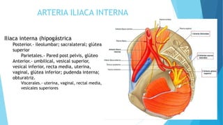 ARTERIA ILIACA INTERNA
Iliaca interna (hipogástrica
Posterior.- ileolumbar; sacralateral; glútea
superior
Parietales.- Pared post pelvis, glúteo
Anterior.- umbilical, vesical superior,
vesical inferior, recta media, uterina,
vaginal, glútea inferior; pudenda interna;
obturatriz.
Viscerales.- uterina, vaginal, rectal media,
vesicales superiores
 