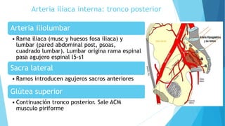 Arteria ilíaca interna: tronco posterior
Arteria iliolumbar
• Rama iliaca (musc y huesos fosa iliaca) y
lumbar (pared abdominal post, psoas,
cuadrado lumbar). Lumbar origina rama espinal
pasa agujero espinal l5-s1
Sacra lateral
• Ramos introducen agujeros sacros anteriores
Glútea superior
• Continuación tronco posterior. Sale ACM
musculo piriforme
 