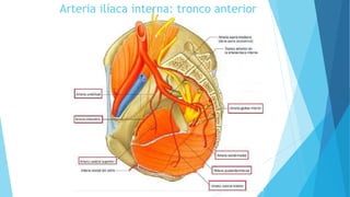 Arteria ilíaca interna: tronco anterior
 