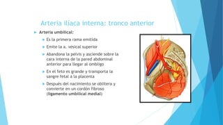 Arteria ilíaca interna: tronco anterior
 Arteria umbilical:
 Es la primera rama emitida
 Emite la a. vesical superior
 Abandona la pelvis y asciende sobre la
cara interna de la pared abdominal
anterior para llegar al ombligo
 En el feto es grande y transporta la
sangre fetal a la placenta
 Después del nacimiento se oblitera y
convierte en un cordón fibroso
(ligamento umbilical medial)
 