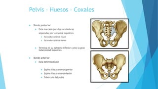 Pelvis – Huesos – Coxales
 Borde posterior
 Esta marcado por dos escotaduras
separadas por la espina isquiática
 Escotadura ciática mayor
 Escotadura ciática menor
 Termina en su extremo inferior como la gran
tuberosidad isquiática
 Borde anterior
 Esta delimitado por
 Espina iliaca anterosuperior
 Espina iliaca anteroinferior
 Tubérculo del pubis
 