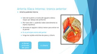 Arteria ilíaca interna: tronco anterior
 Arteria pudenda interna
 Sale de la pelvis a través del agujero ciático
mayor por debajo del piriforme
 Por fuera del n. pudendo rodea lateralmente la
espina isquiática
 Atraviesa el agujero ciático menor para entrar en
el periné
 Es la principal arteria del periné
 Irriga los tejidos eréctiles de pene y clítoris
A.Dorsal
profunda
del pene
A.clitoris
 