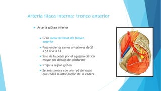 Arteria ilíaca interna: tronco anterior
 Arteria glútea inferior
 Gran rama terminal del tronco
anterior
 Pasa entre los ramos anteriores de S1
a S2 o S2 a S3
 Sale de la pelvis por el agujero ciático
mayor por debajo del piriforme
 Irriga la región glútea
 Se anastomosa con una red de vasos
que rodea la articulación de la cadera
 