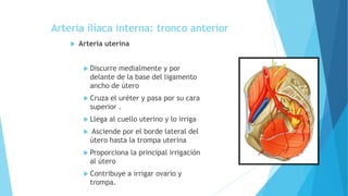 Arteria ilíaca interna: tronco anterior
 Arteria uterina
 Discurre medialmente y por
delante de la base del ligamento
ancho de útero
 Cruza el uréter y pasa por su cara
superior .
 Llega al cuello uterino y lo irriga
 Asciende por el borde lateral del
útero hasta la trompa uterina
 Proporciona la principal irrigación
al útero
 Contribuye a irrigar ovario y
trompa.
 