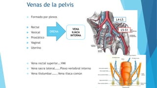 Venas de la pelvis
 Formado por plexos
 Rectal
 Vesical
 Prostático
 Vaginal
 Uterino
 Vena rectal superior….VMI
 Vena sacra lateral…….Plexo vertebral interno
 Vena iliolumbar……..Vena iliaca común
DRENA
VENA
ILIACA
INTERNA
L4-L5
L5-S1
 