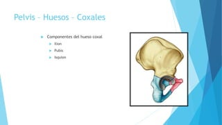 Pelvis – Huesos – Coxales
 Componentes del hueso coxal
 Ilion
 Pubis
 Isquion
 