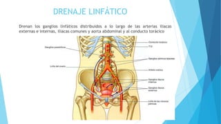 DRENAJE LINFÁTICO
Drenan los ganglios linfáticos distribuidos a lo largo de las arterias iliacas
externas e internas, iliacas comunes y aorta abdominal y al conducto torácico
 