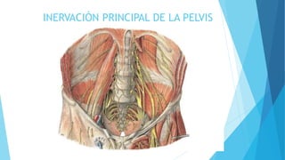 INERVACIÓN PRINCIPAL DE LA PELVIS
 