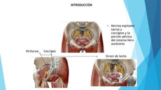 INTRODUCCIÓN
• Nervios espinales
sacros y
coccígeos y la
porción pélvica
del sistema Nerv.
autónomo
Piriforme Coccígeo
Sirven de lecho
 