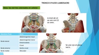 TRONCO O PLEXO LUMBOSACRO
A nivel de L4
se une con L5
se unen.
Se une con el plexo
sacro
Nota: los nervios coloreados en celeste
Abandona Psoas Rama
Borde lateral
Abdominogenital mayor
Abdominogenital menor
Femoricutáneo
Crural
Borde Anterior Genito crural
Borde medial Obturador
 