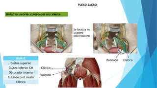 PLEXO SACRO
Se localiza en
la pared
posterolateral
Ciático
Pudendo
Pudendo
Ciático
Nota: los nervios coloreados en celeste
RAMAS
Glútea superior
Glútea inferior CM
Obturador interno
Cutáneo post muslo
Ciático
 