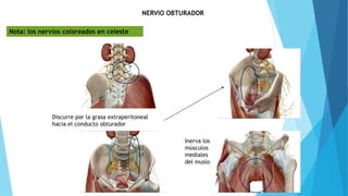 NERVIO OBTURADOR
L2
L4
Discurre por la grasa extraperitoneal
hacia el conducto obturador
Inerva los
músculos
mediales
del muslo
Nota: los nervios coloreados en celeste
 