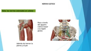 NERVIO CIÁTICO
L4
S3
Pasa a través
del agujero
ciático mayor
a la región
glútea
Además de inervar la
pierna y el pie
Nota: los nervios coloreados en celeste
 