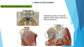 3. NERVIO GLÚTEO SUPERIOR
L4
L5
S1
Abandona la pelvis a través del
agujero ciático mayor, superior al
músculo piriforme
Nota: los nervios coloreados en celeste
 