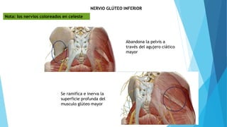 NERVIO GLÚTEO INFERIOR
Abandona la pelvis a
través del agujero ciático
mayor
Se ramifica e inerva la
superficie profunda del
musculo glúteo mayor
Nota: los nervios coloreados en celeste
 