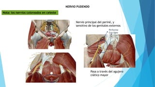NERVIO PUDENDO
Nervio principal del periné, y
sensitivo de los genitales externos
Pasa a través del agujero
ciático mayor
Piriforme
Coccígeo
Nota: los nervios coloreados en celeste
 