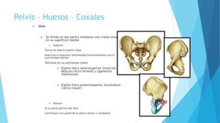 Pelvis – Huesos – Coxales
 Ilion
 Se divide en dos partes mediante una cresta situada
en su superficie medial
 Superior
Forma de abanico pelvis falsa
Inserción a músculos relacionados funcionalmente con la
extremidad inferior
Termina en su extremos como
 Espina iliaca anterosuperior (inserción
Músculo recto femoral y Ligamento
iliofemoral)
 Espina iliaca posterosuperior (escotadura
ciática mayor)
 Inferior
Es la parte pélvica del ilion
Contribuye a la pared de la pelvis menor o verdadera
 