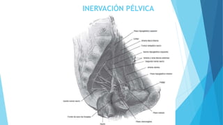 INERVACIÓN PÉLVICA
 
