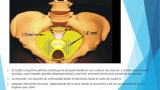  El tejido conjuntivo pélvico constituye el armazón donde se van a ubicar las vísceras y donde estas estarán
ancladas, para impedir grandes desplazamientos y permitir asimismo los bruscos aumentos de tamaño.
 se extiende, sin solución de continuidad desde el peritoneo hasta el suelo de la pelvis
 adquiere diferentes texturas, dependiendo de la zona donde se encuentre y de las características de los
órganos que cubre.
 