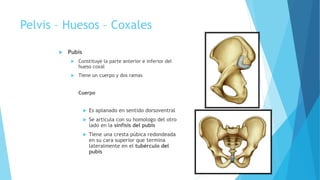 Pelvis – Huesos – Coxales
 Pubis
 Constituye la parte anterior e inferior del
hueso coxal
 Tiene un cuerpo y dos ramas
Cuerpo
 Es aplanado en sentido dorsoventral
 Se articula con su homologo del otro
lado en la sínfisis del pubis
 Tiene una cresta púbica redondeada
en su cara superior que termina
lateralmente en el tubérculo del
pubis
 