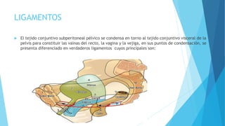 LIGAMENTOS
 El tejido conjuntivo subperitoneal pélvico se condensa en torno al tejido conjuntivo visceral de la
pelvis para constituir las vainas del recto, la vagina y la vejiga, en sus puntos de condensación, se
presenta diferenciado en verdaderos ligamentos cuyos principales son:
 