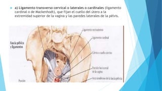  a) Ligamento transverso cervical o laterales o cardinales (ligamento
cardinal o de Mackenhodt), que fijan el cuello del útero a la
extremidad superior de la vagina y las paredes laterales de la pélvis.
 