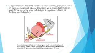  b) Ligamento sacro cervical o posteriores (sacro uterinos),que fijan el cuello
del útero a la extremidad superior de la vagina y a la extremidad inferior del
sacro. Forma dos crestas uno a cada lado de la excavación rectouterina
(fondo de saco de Douglas).
 