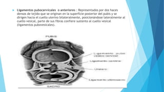  Ligamentos pubocervicales o anteriores : Representados por dos haces
densos de tejido que se originan en la superfície posterior del pubis y se
dirigen hacia el cuello uterino bilateralmente, posicionándose lateralmente al
cuello vesical, parte de sus fibras confiere sustento al cuello vesical
(ligamentos pubovesicales).
 