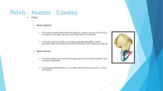 Pelvis – Huesos – Coxales
 Pubis
 Rama superior
 Se proyecta posterolateralmente desde el cuerpo y se une con el ilion y
el isquion en su base que esta orientada hacia el acetábulo
 Su borde superior afilado se denomina pecten del pubis (cresta
pectínea) que forma parte de la línea terminal y de la abertura superior
 Rama inferior
 Esta delimitada por el surco obturador que forma el borde superior del
conducto obturador
 Se proyecta lateralmente y en sentido inferior para unirse con la rama
del isquion
 