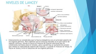 NIVELES DE LANCEY
 Clásicamente se consideraba que la fascia endopélvica era el principal soporte de
los órganos pélvicos. Pero sabemos que el músculo elevador es el que ejerce de
soporte continuo, siendo la fascia un sistema de fijación adicional que en
condiciones normales está sin tensión, pero cuando hay un aumento de presión
que rebasa la capacidad de soporte del músculo, o cuando el músculo se relaja, la
fascia se tensa y evita el descenso de los órganos pélvicos.
 